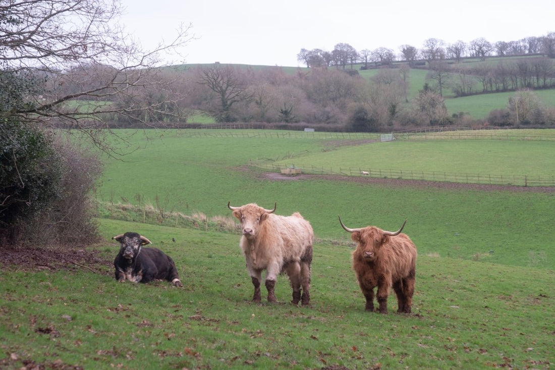 a couple of cows standing on top of a lush green field