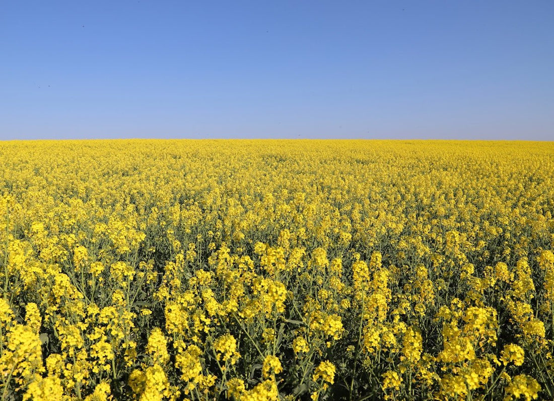 meadow of yellow flowers