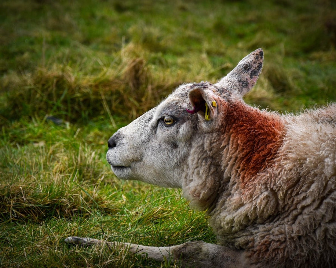 a close up of a sheep laying in the grass