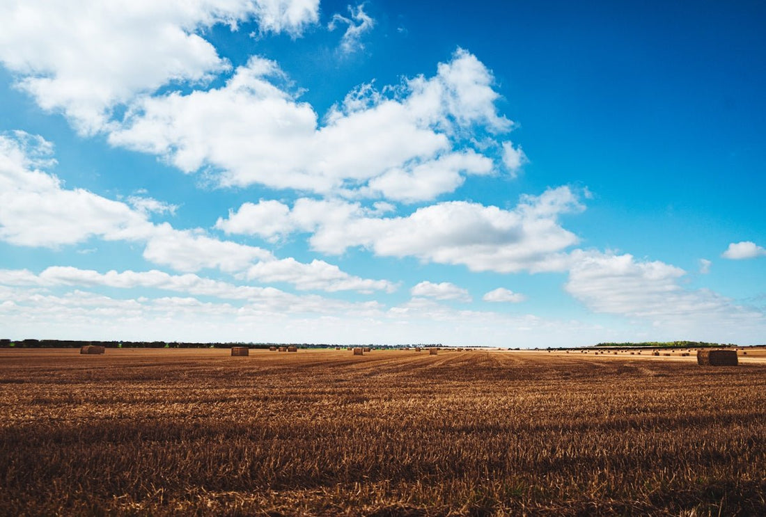 a field with hay bales under a blue sky