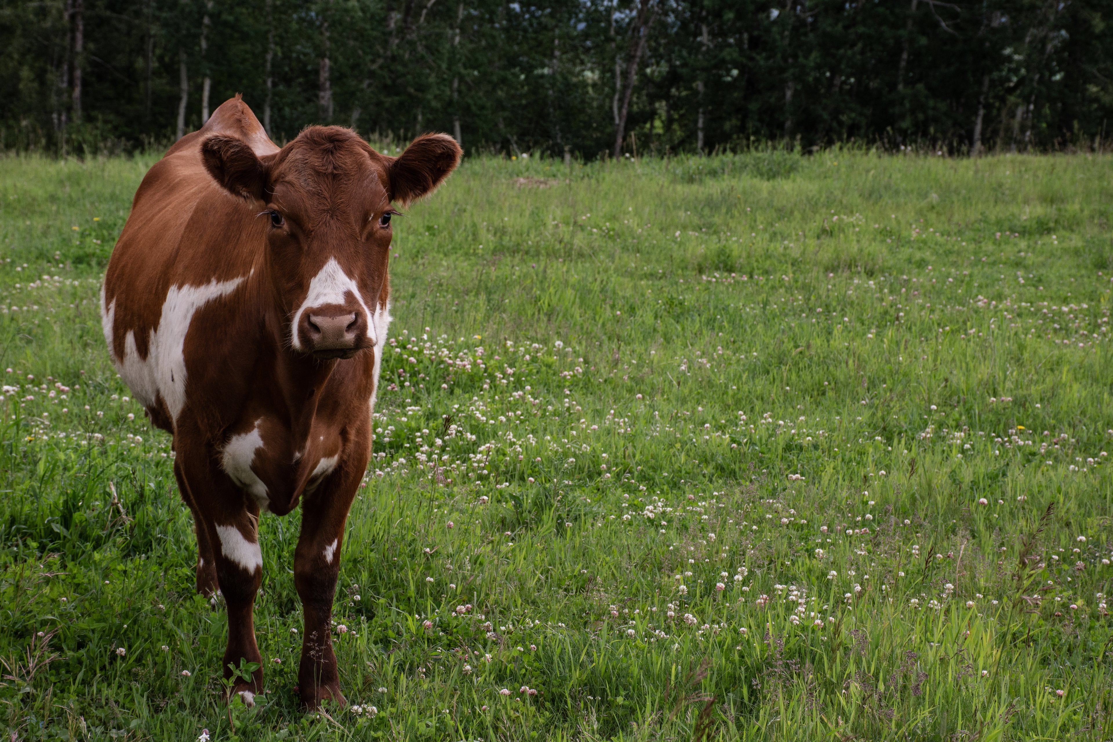 lonely cow blog photo